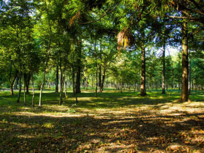 alberi