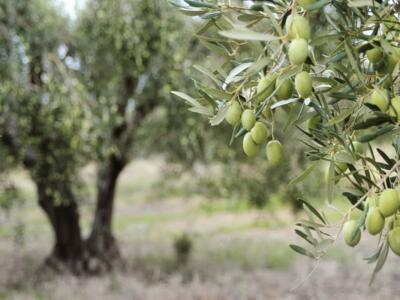 oliveto