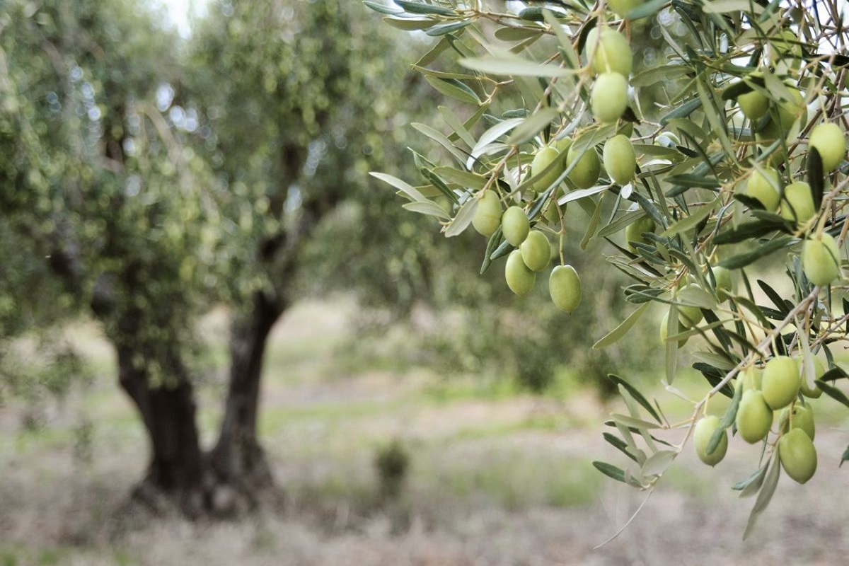 oliveto