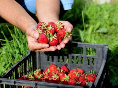 fragole