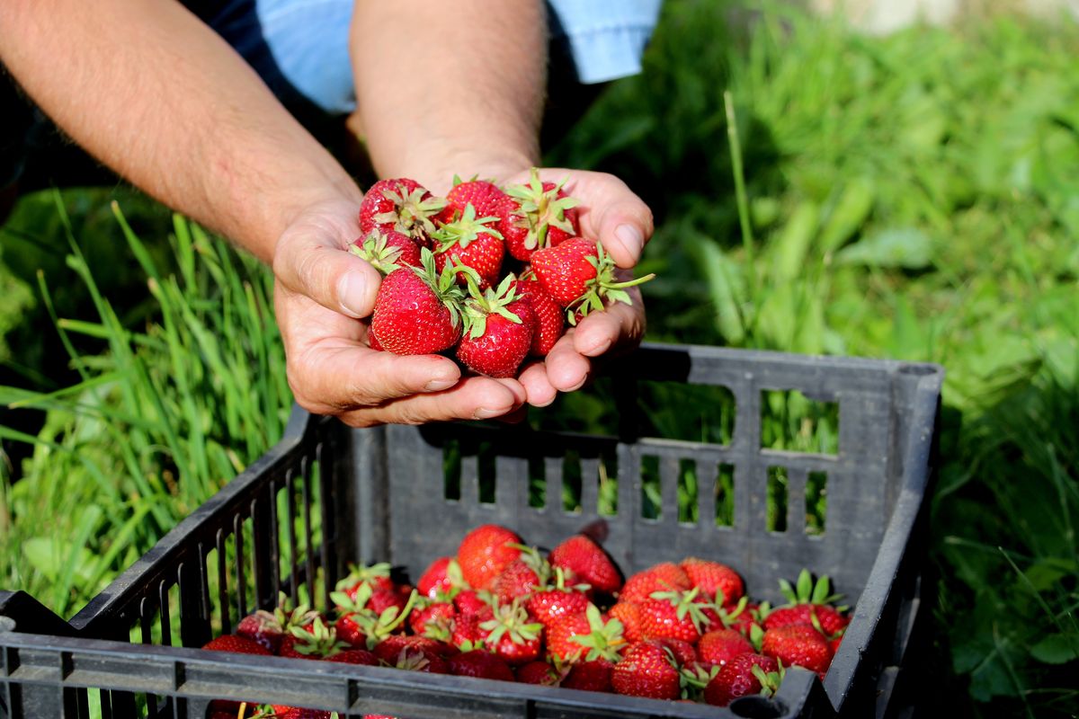 fragole