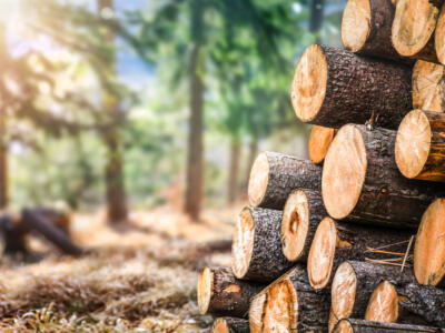 Tronchi di legno