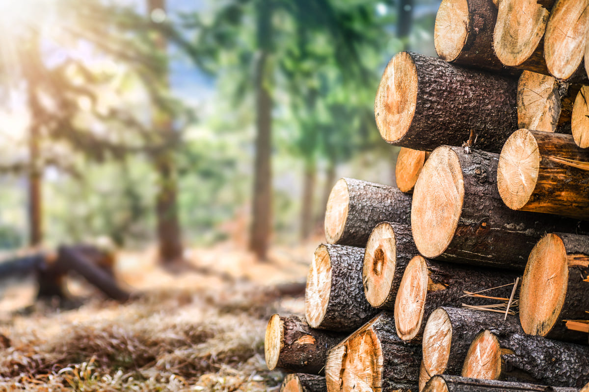 Tronchi di legno