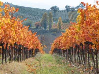 Il vigneto Caprai dove si produce il Sagrantino di Montefalco