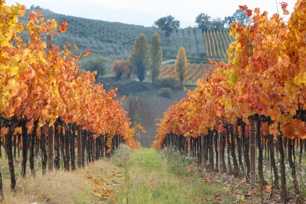 Il vigneto Caprai dove si produce il Sagrantino di Montefalco