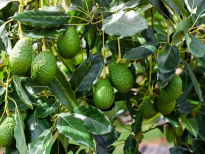 pianta avocado