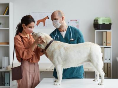 Cane dal veterinario