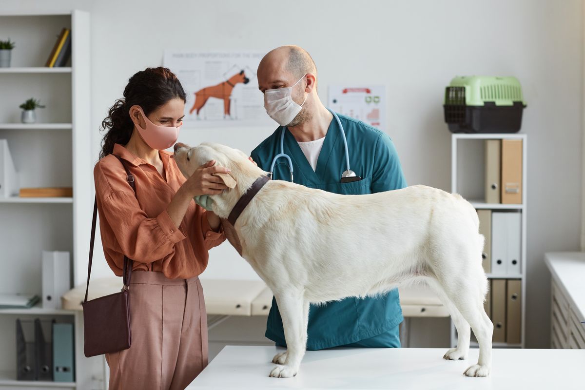 Cane dal veterinario