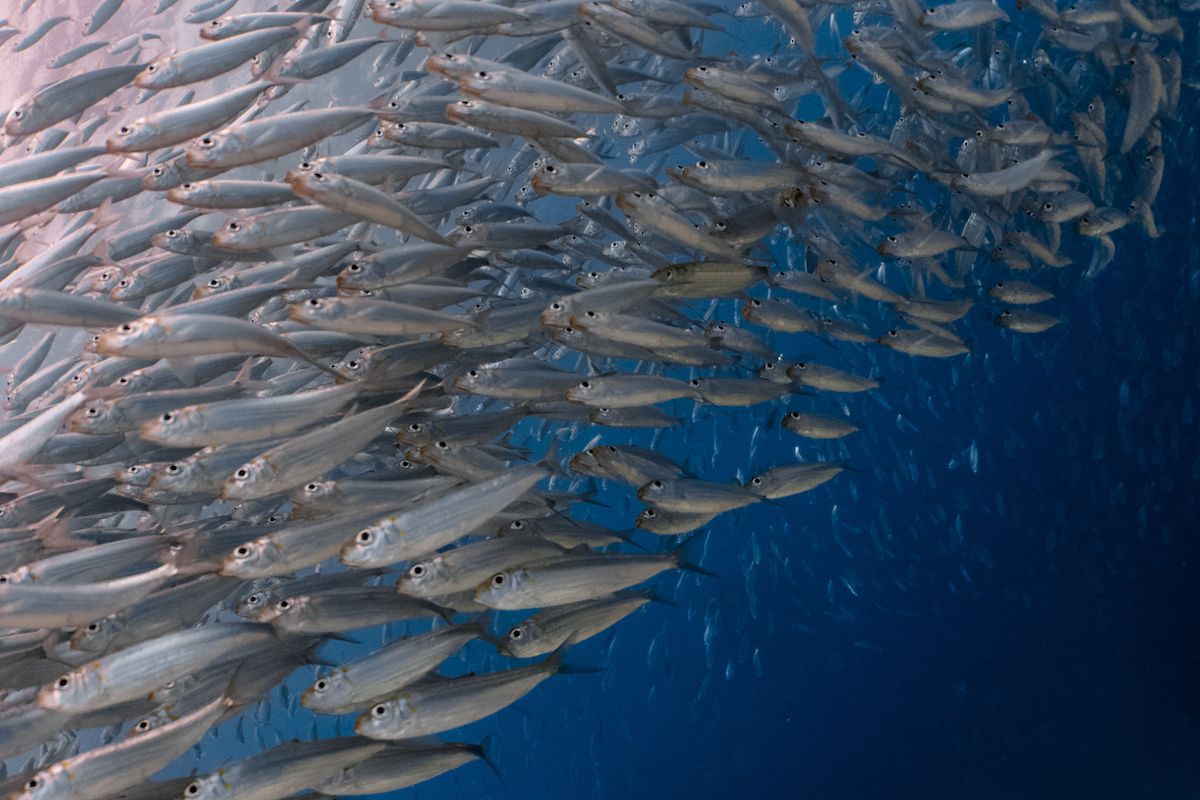 pesci in mare (sardine)