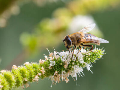 Un'ape mellifera su un fiore di menta piperita