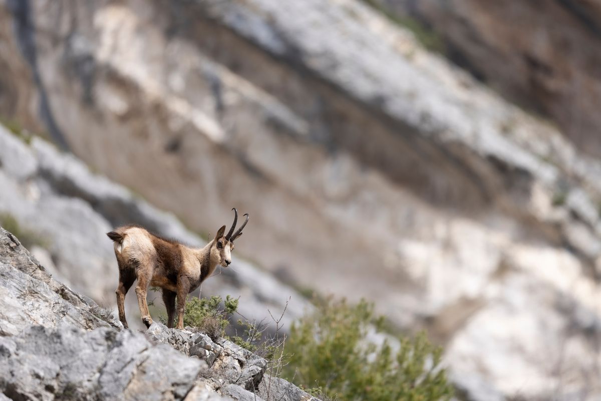 Il camoscio appenninico nel Parco Nazionale della Maiella