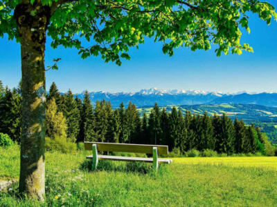 panchina albero prato natura paesaggio
