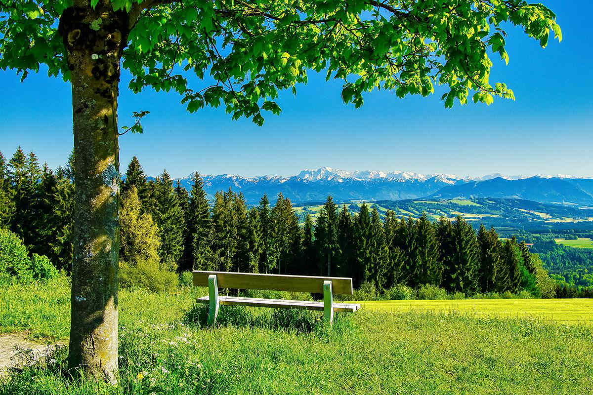 panchina albero prato natura paesaggio