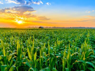 Un'alba mattutina su un campo di mais