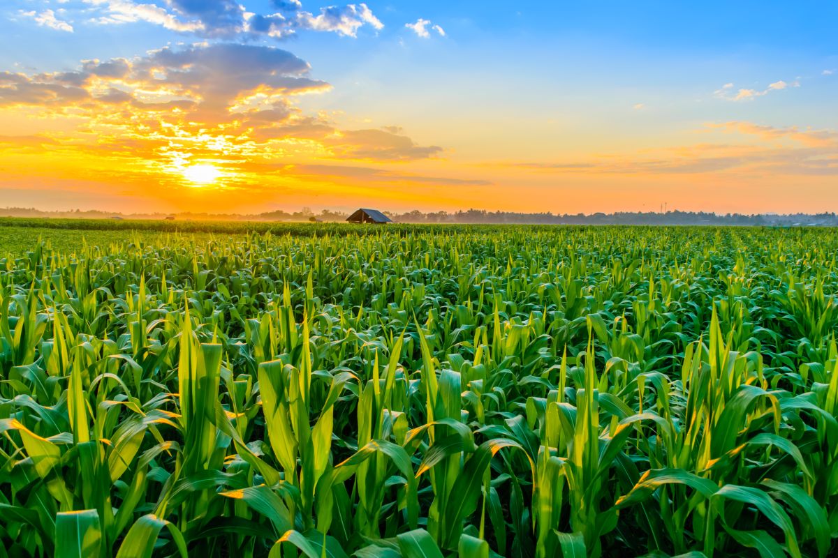 Un'alba mattutina su un campo di mais