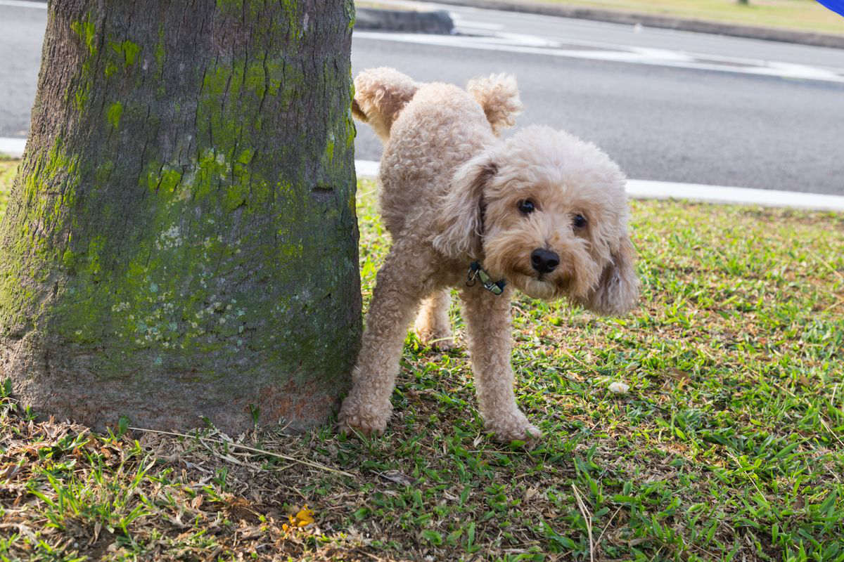 Cane che fa la pipì