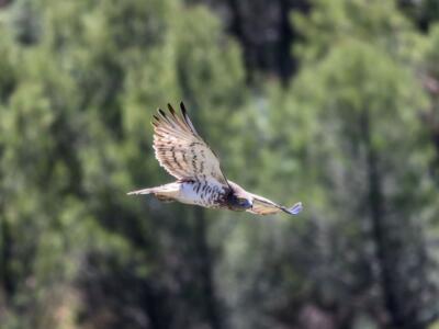 uccello rapace vola ali