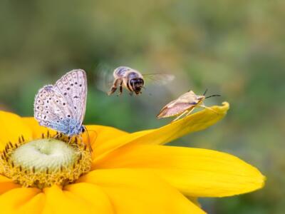 Biodiversità