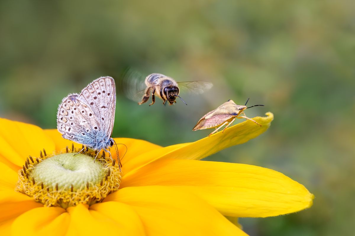Biodiversità