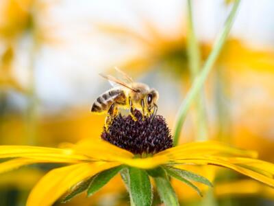 Ape impollinatrice