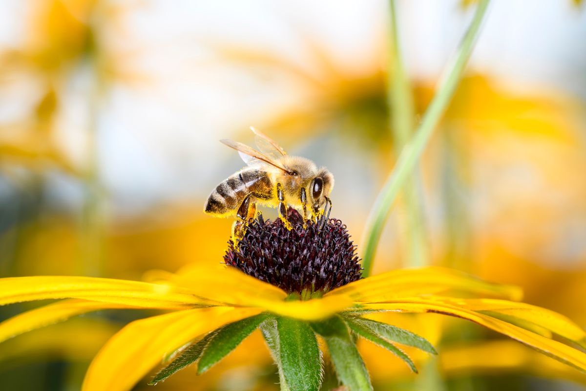 Ape impollinatrice