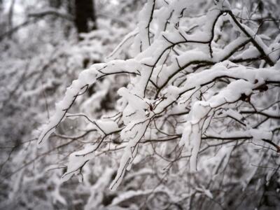 Neve