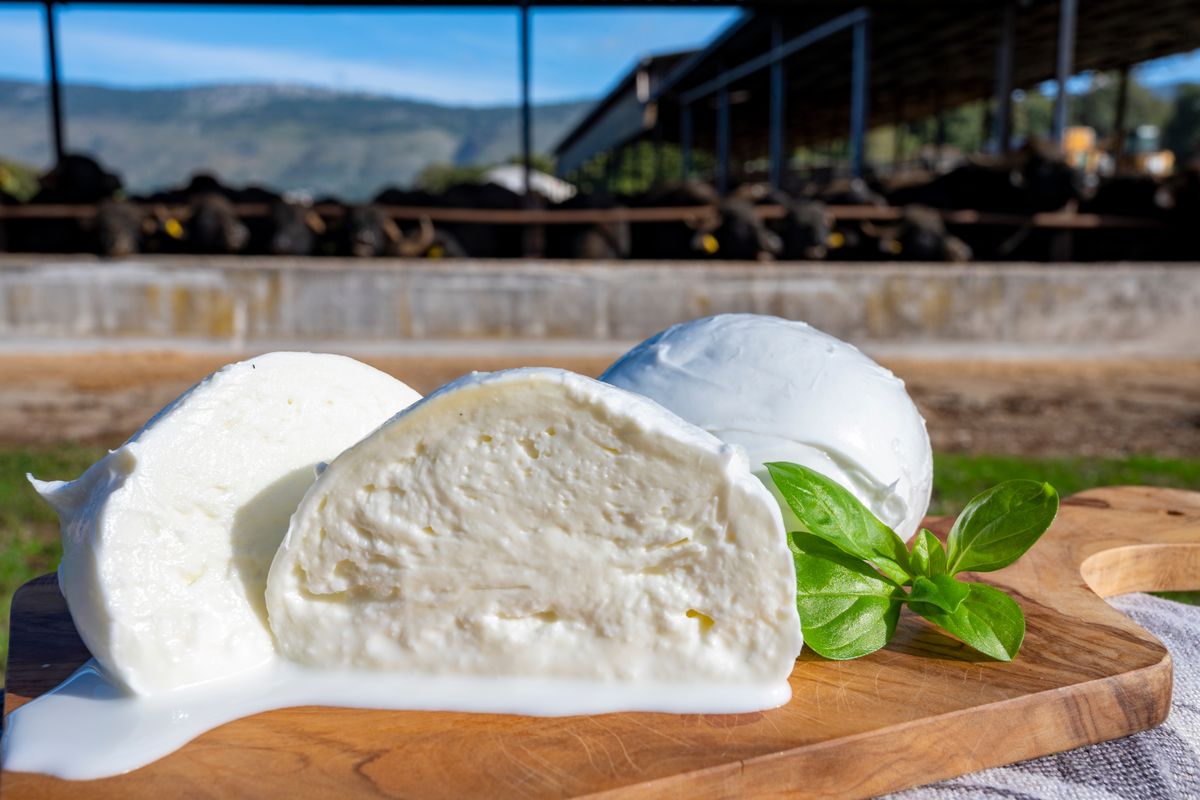 La Mozzarella di Bufala Campana Dop