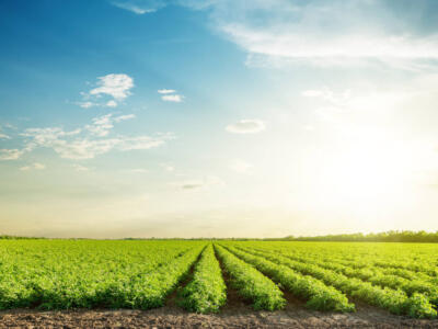 Campi agricoli verdi e un cielo azzurro al tramonto