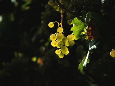 Un grappolo d'uva