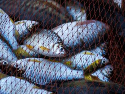 Pesca