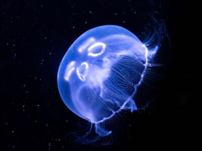 Bioluminescenza di una medusa