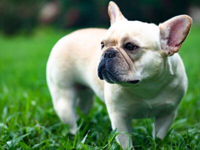 Bulldog francese