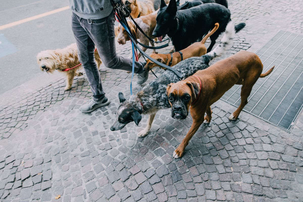 Un dog sitter al lavoro