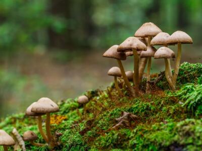 Funghi nel bosco