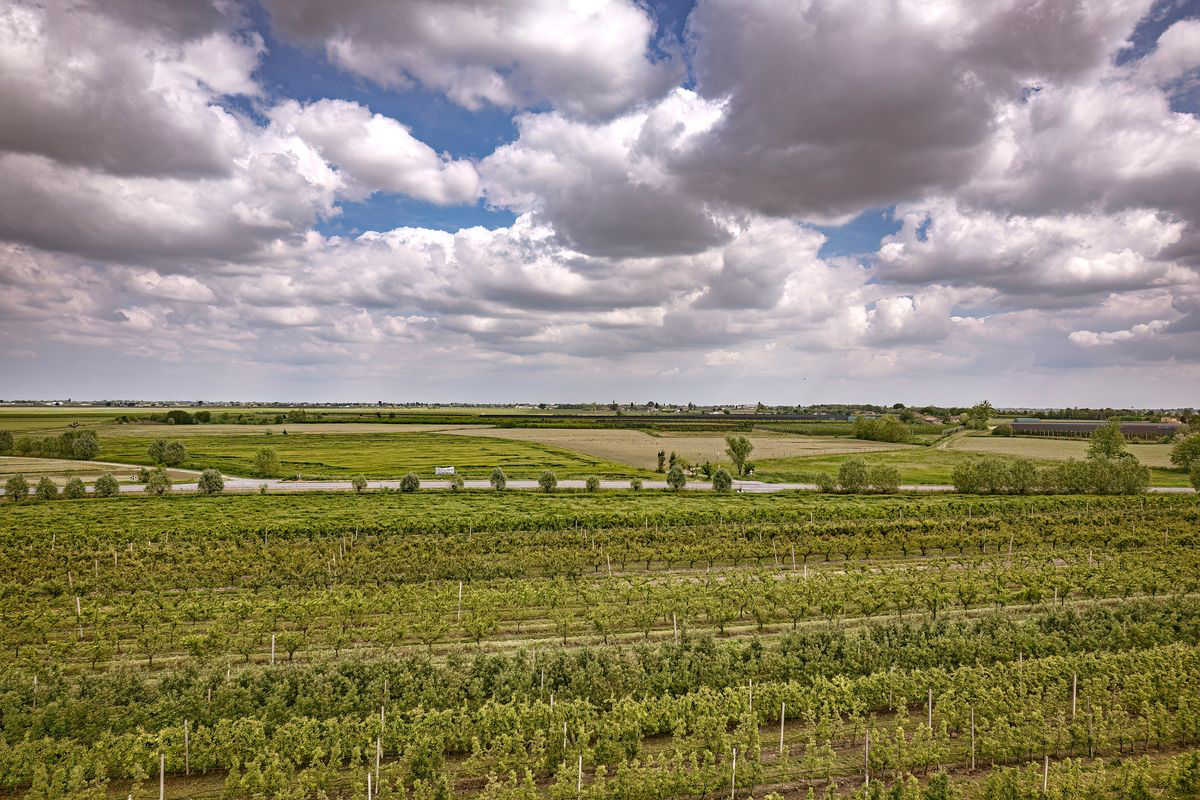 campi agricoli piante italia frutta