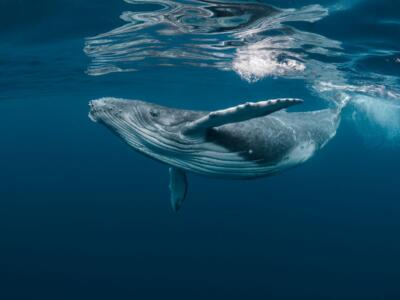 balena mare cetaceo