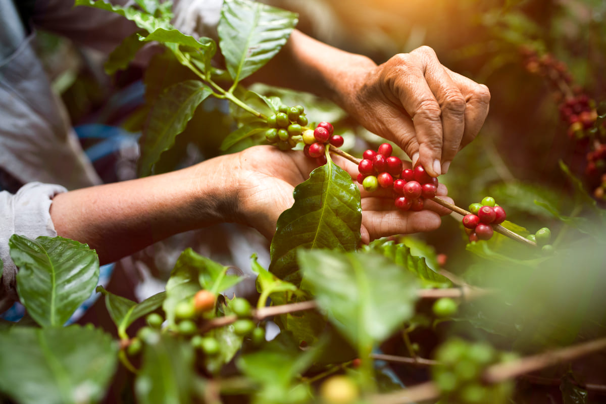 Bacche di caffè arabica