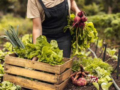 Una giovane agricoltrice raccoglie la verdura