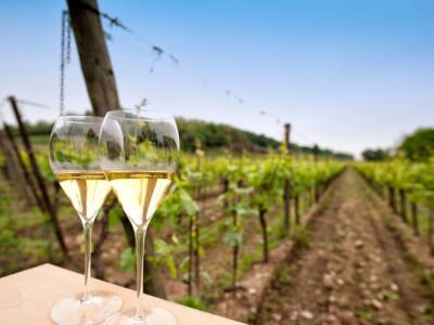 Calici di vino in vigna