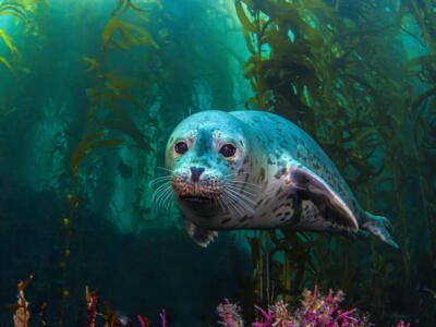 Foca in mare