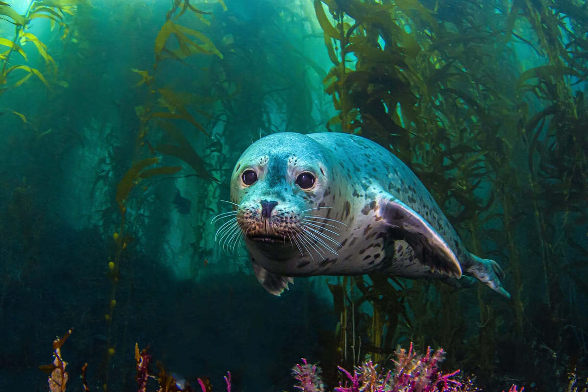 Foca in mare