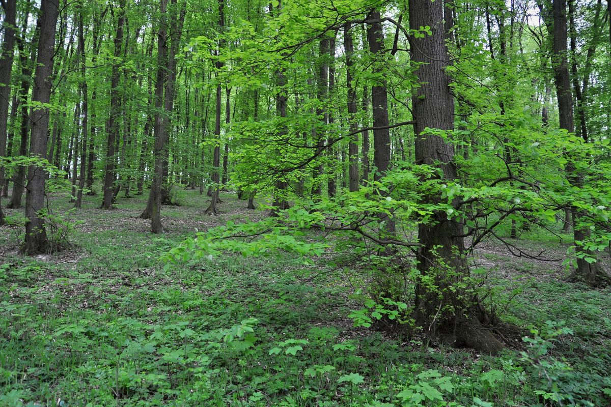 Una foresta di alberi