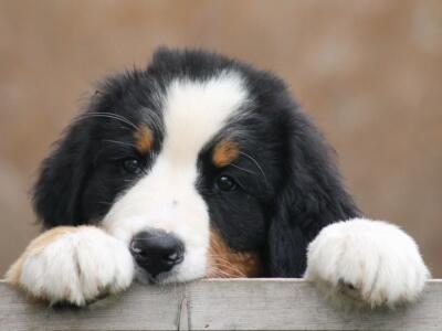 Un cucciolo di cane