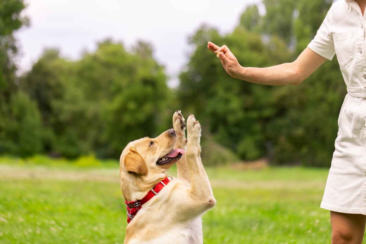Addestramento dei cani
