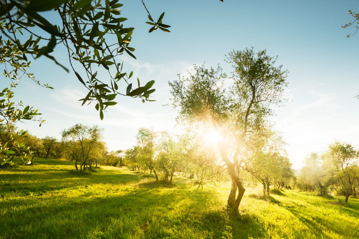 Un uliveto in Toscana