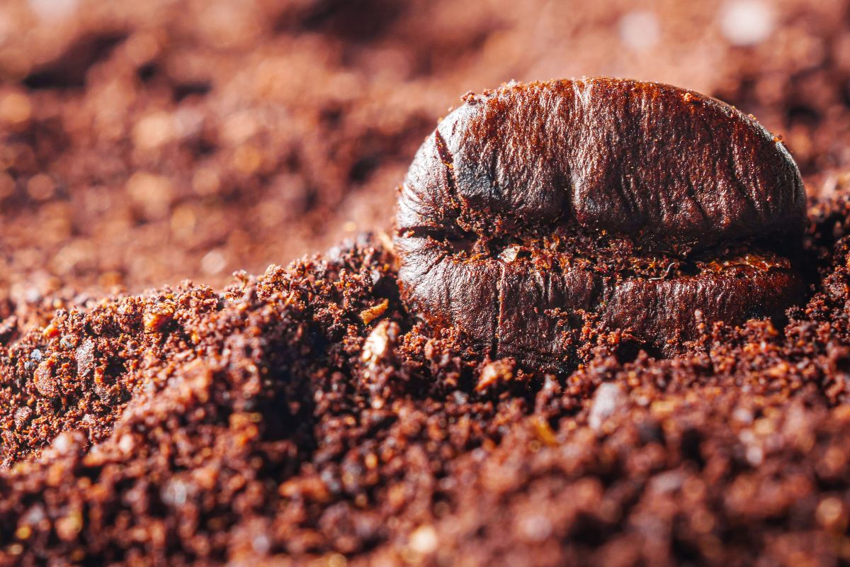 Un chicco di caffè spicca su una montagna di macinato